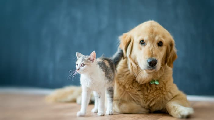 Support animals in need
