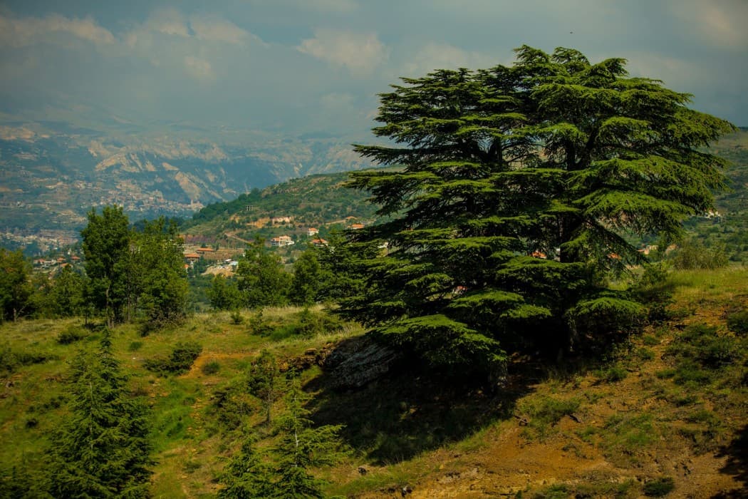 Cedar